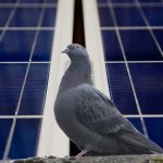 Pigeon-Proofing Solar Panels
