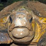 Solar Energy And Batteries To Support QLD Turtle Power