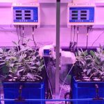 Phytomining: Mining Battery Metals With Plants