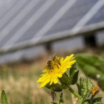 Lightsource bp Starts Construction on Pollinator-Friendly Indiana Solar Project