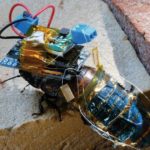Cyborg Cockroach Gets A Solar Power Boost