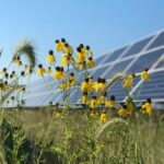 DOE invests in research to minimize wildlife impacts on large solar sites