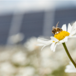 Renewable energy tracking platform creates new pollinator-friendly solar credit designation