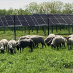 Catalyze Solar Farm Brings Renewable Energy to Upstate New York