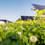 Lightsource bp completes 152.5-MW pollinator-friendly solar project in Indiana