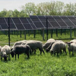New 6.4-MW community solar project will power Buffalo housing authority