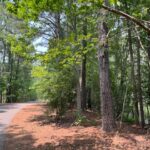 Domain Timber Sells Virginia Forest to Utility for Solar Project