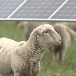 Avangrid hires 5,000 sheep for grazing on two solar projects in the Pacific Northwest