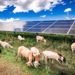 EDF plans sheep grazing for vegetation management on 220-MW Ohio solar project