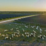 H&M Group Signs VPPA with Lightsource bp for Texas Solar