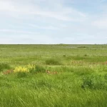 Orsted Commences Mockingbird Solar Center, Donates Land to The Nature Conservancy